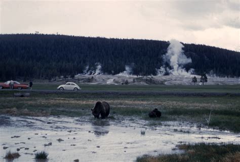 Yellowstone's Photo Collection