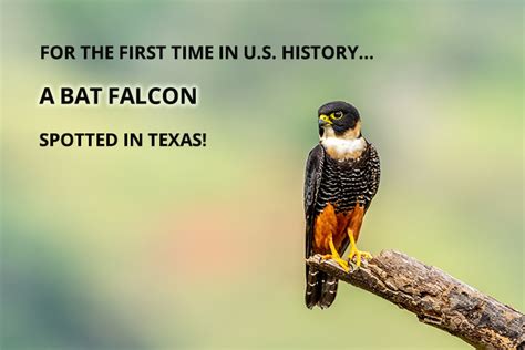 Bat Falcon spotted in Texas for the first time in recorded history