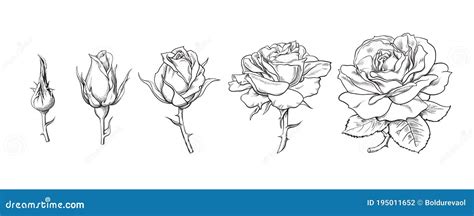 Rose Flowers Set. Stages Of Rose Blooming From Closed Bud To Fully Open Flower. Hand Drawn ...