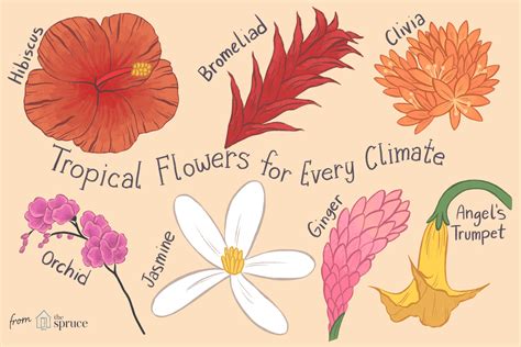 14 Types of Tropical Flowers