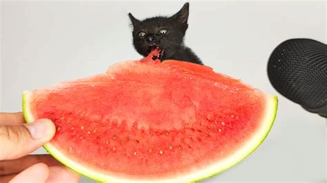 Cat Eating Watermelon