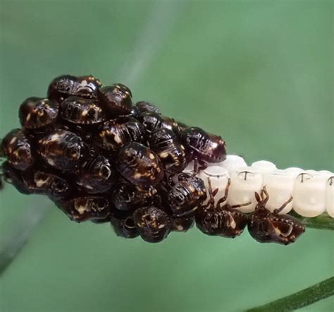 Pentatomidae nymphs, just hatched ! on fennel 05.05.2022 | Flickr