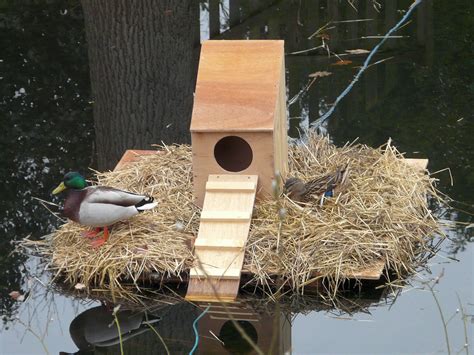 You won't Believe This.. 37+ Reasons for How To Make A Floating Duck House? How do you make a ...