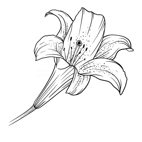 Lily Flower Outline Lilies LIne Art Line Drawing 3338498 Vector Art at ...