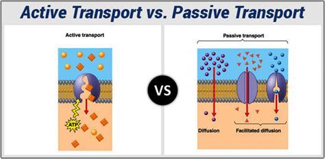 Difference Between Active Transport and Passive Transport