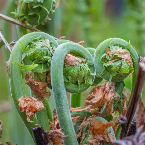 Fiddlehead Ferns: Identifying, Harvesting and Cooking