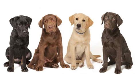 Labrador Dog Breeding