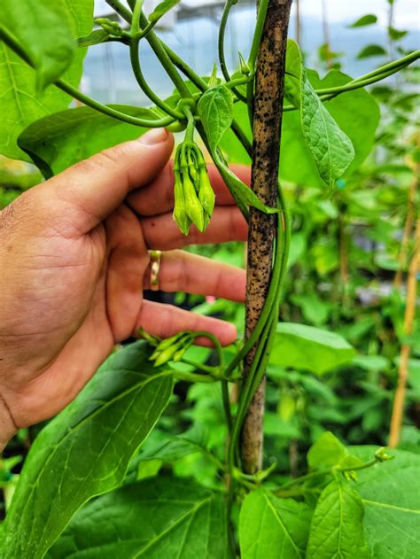 Loroco Plant Healthy & Beautiful With Flower Buds | Etsy