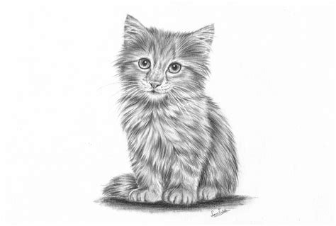 How to draw a realistic kitten part 2: Fur and details | Leontine van ...