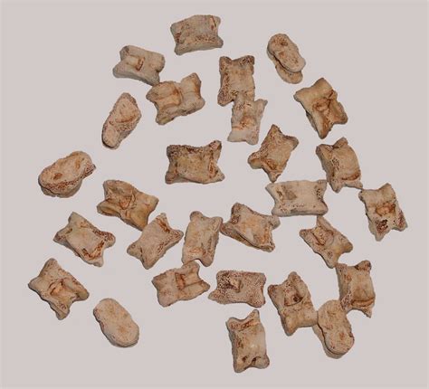 Knucklebones - Archaeology Wiki