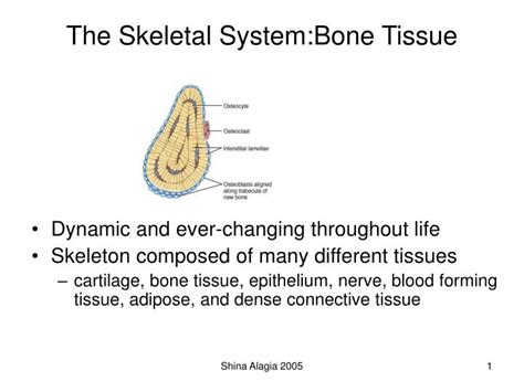 PPT - The Skeletal System:Bone Tissue PowerPoint Presentation, free download - ID:3100943