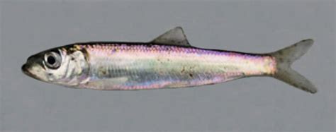 Pacific Herring | Mexican Fish.com