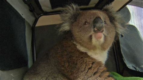 A koala was rescued after being trapped in a car's wheel arch in ...