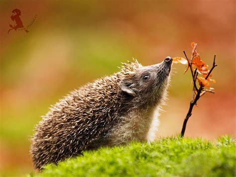 Autumn hedgehog | Animals wild, Animals beautiful, Cute animal pictures