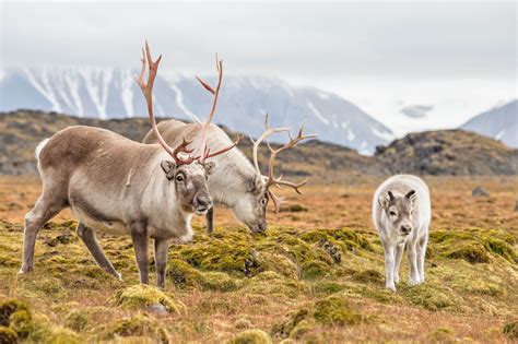 250,000 reindeer in Siberia are being killed to make room for drilling - Earth.com