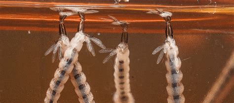 What Do Mosquito Larvae Eat? | ABC Blog