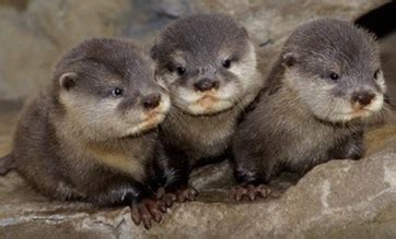 4 Facts You *OTTER* Know About Otters — Potomac Conservancy