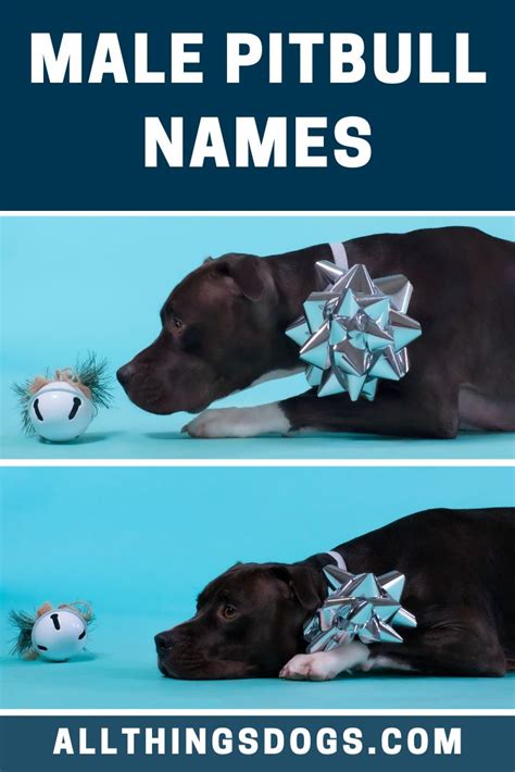 Male Pitbull Names | Male pitbull names, Pitbull names, Dog names