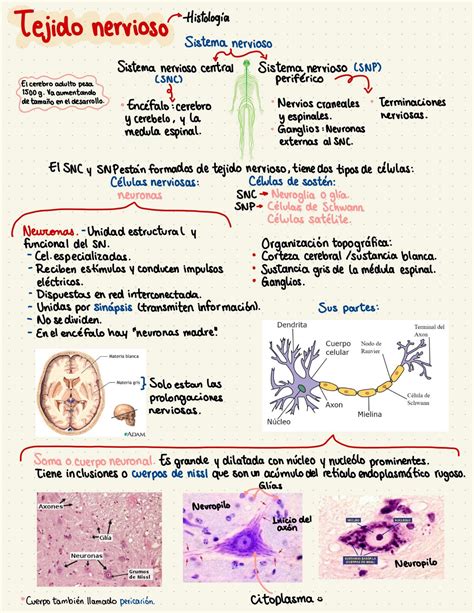 Notas de tejido nervioso-histología - Histología - Studocu | Tejido ...