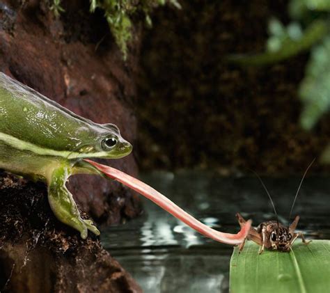 Scientists reveal how a frog’s tongue snags its prey