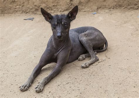 Peruvian Hairless Dog Breed Information, Characteristics & Heath ...