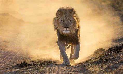 Discover How Fast Lions Can Run: Lion Speed - WildLifeGrow