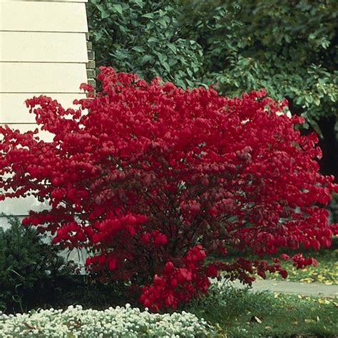 Dwarf Burning Bush 'Odom' (Euonymus alatus) - MyGardenLife