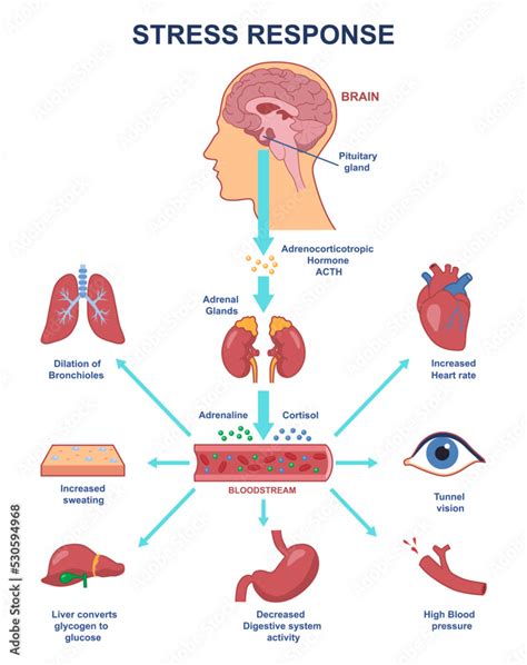 Stress response anatomical scheme. Nervous and humoral regulation of internal process of body ...