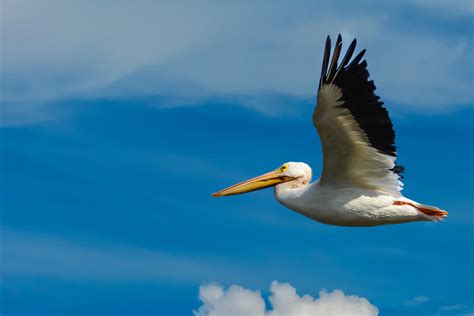 White Pelican Flying Photograph by Dave Zeller | Fine Art America