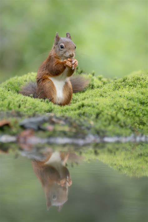 Red Squirrel Eating Hazelnut Stock Image - Image of looking, funny ...