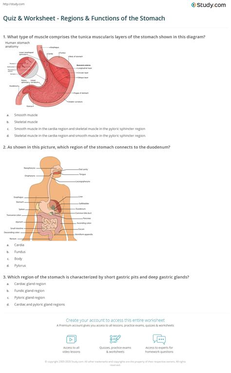 Quiz & Worksheet - Regions & Functions of the Stomach | Study.com