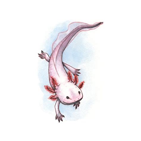 AXOLOTL | Animal drawings, Axolotl cute, Art