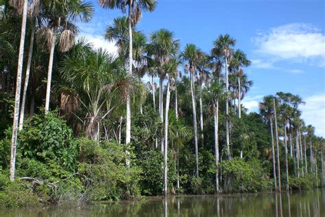 4 Days Tambopata Tour | Journey through the Tambopata Reserve