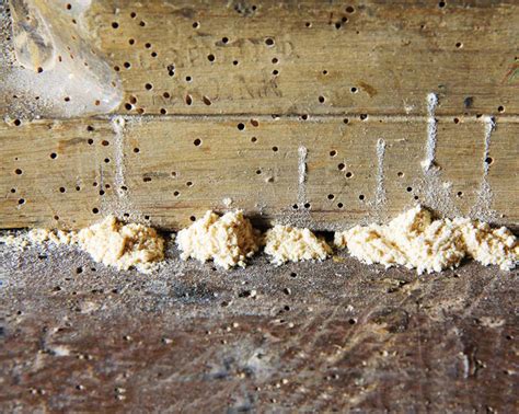 Wood Infesting Beetles - Adam's Pest Solutions