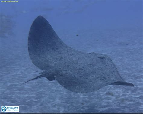 Spiny butterfly ray - ScubaSur Scuba Diving Gran Canaria