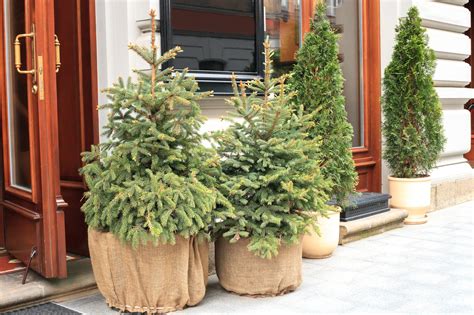 How To Care For Your Live Christmas Tree | Jung Seed’s Gardening Blog