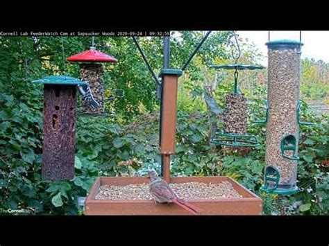 Cornell FeederWatch Cam | Cornell Lab Bird Cams Cornell Lab Bird Cams