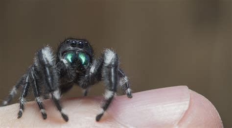 a jumping spider i caught at work and took care of at home : whatsthisbug