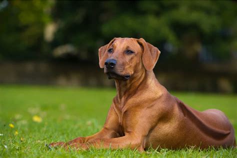 16 Rhodesian Ridgeback Mixes: Is A Mix Better Than Purebred?