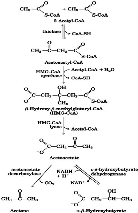 Pathway of ketone bodies’ formation from acetyl-CoA. | Download Scientific Diagram