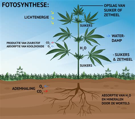 De fotosynthese: lichtreactie