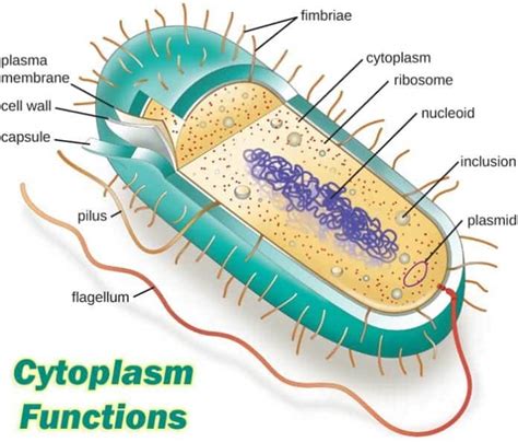 16 Cytoplasm Functions | Cytosol Functions (Updated 2023)