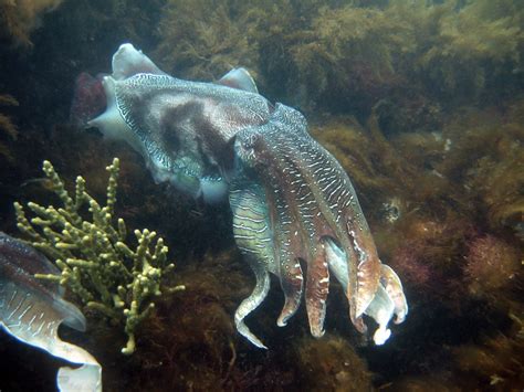 Cuttlefish Cuties: Photos of Color-Changing Cephalopods | Live Science