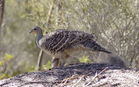 Malleefowl | Animal Database | Fandom