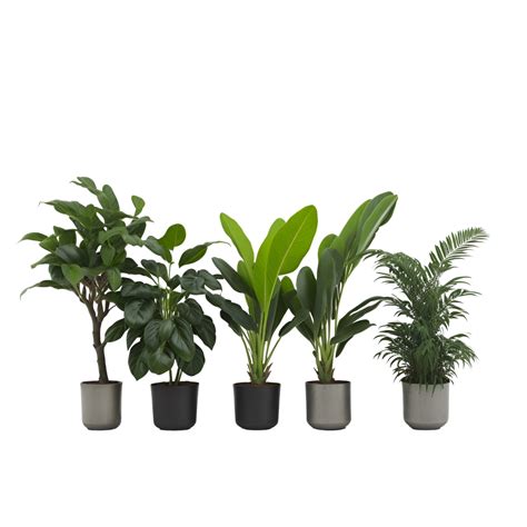Potted plant isolated collection, set of potted plants on transparent background, Succulent ...