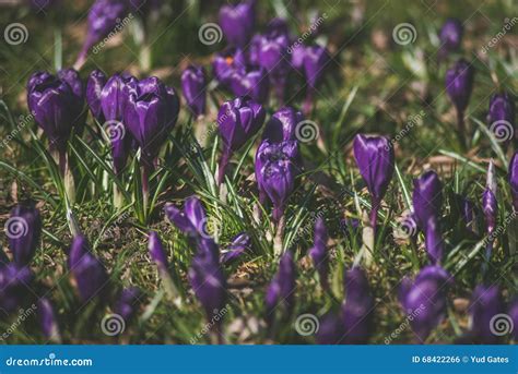 Crocus at early spring stock photo. Image of white, colours - 68422266