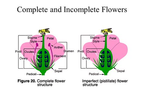 Complete Flower Function In Plants | Best Flower Site