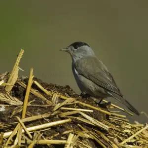 Eurasian Blackcap - Facts, Diet, Habitat & Pictures on Animalia.bio