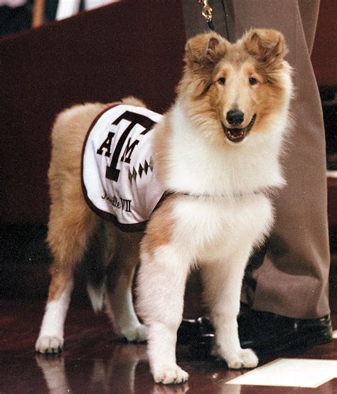 Aggie mascot Reveille VIII to retire at school year's end