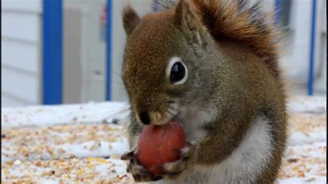 Funny Squirrel Eating A Nut - YouTube